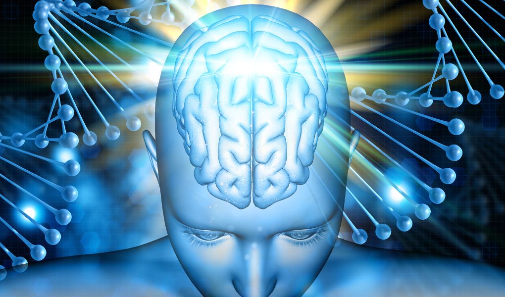 cerveau humain sous hypnose